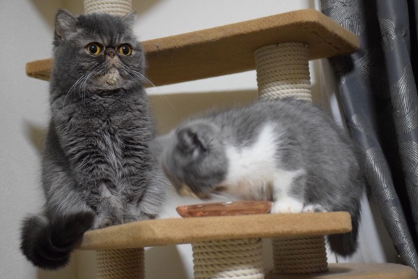 めかぶのほぼ日英語blog Mekabu Almost Daily Blog エキゾチックショートヘア