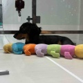 ミニチュアダックスフンド