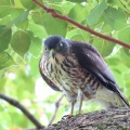 野鳥雀鷹（ツミ）の幼鳥を撮る25🦅📸（太田市）