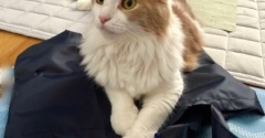 セリアで買ったエコバッグを持ってロピアでお買い物～♪