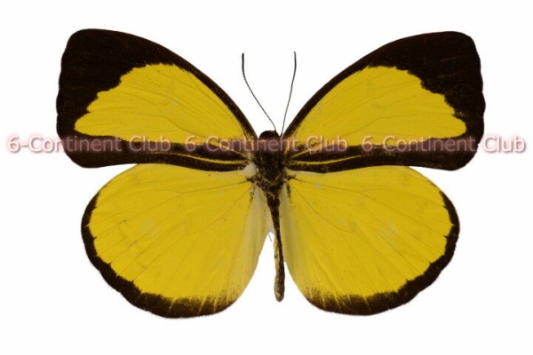 【1ペア】ツマベニチョウ（アンダマン島） 京大蝶研六大陸クラブのTropical Delights - モンキチョウ亜科 Coliadinae