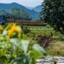 7月の川根路　ヒマワリとトーマス
