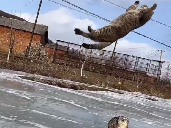 「これほど美しい猫の後方宙返りは見たことがない…」体操選手のような跳躍