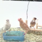 小動物専門店NATURE'S