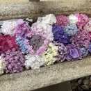 紫陽花⛩️へ、🌹グラハムトーマス＆サイレントラブ、桔梗開花