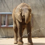 やぁ！とべとべずー与茂駄（よもだ）くあとろ　～とべ動物園で暮らすアフリカゾウのブログ～