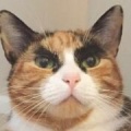 眉毛の悩み