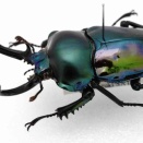 3/29 INSECTPORT TOKYO 標本リスト