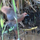 羽ばたく緋水鶏を撮る🪿（多々良沼公園）