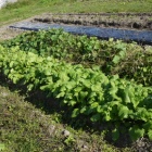 『スクスク』の画像