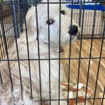 広島県呉市 ペットショップワンラブ呉焼山店のスタッフブログ