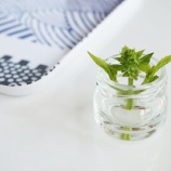 『この植物、なーんだ？』の画像