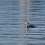 カメラ大好きおやじの野鳥と自然風景フォトアルバム