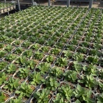 yuika～結花～Hanayoshiの毎日