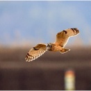 田んぼに登場コミミちゃん③