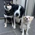 また子犬がやって来ました！