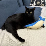 猫に好かれている夫と娘の戦い