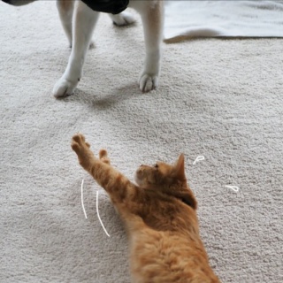 湘南凸凹柴WAN日記