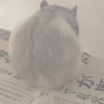 ハムスターとの暮らし