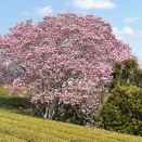 豊橋小島町の大モクレン