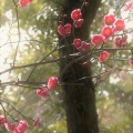 花の正月　６　紅梅