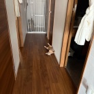 わか坊も、廊下に落ちてる
