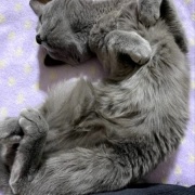 医療講演会に参加して猫と自分の病気予防について考える