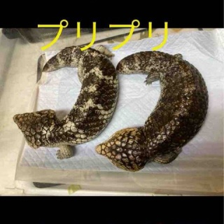 大型熱帯魚屋  ZEEBRA