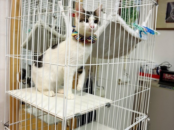 白駒のお届けでした。