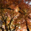 新宿中央公園_1215