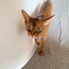 今朝は早起きりすたん
