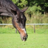 『日の出、日の入り』の画像