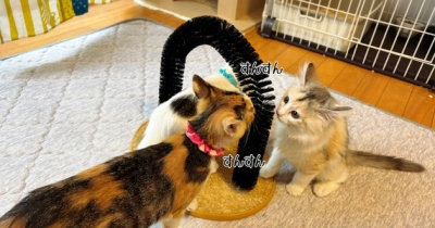 おもちゃの寿命