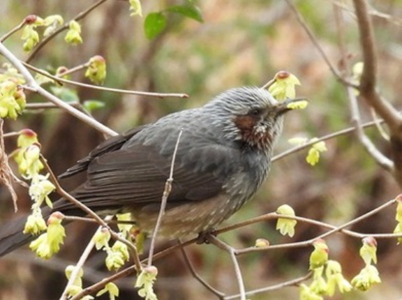 2026年3月6日の野鳥公園