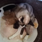 タイで思う。メコン川のほとりで。