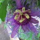トケイソウの花を撮る🏵️（県立森林公園おうらの森）