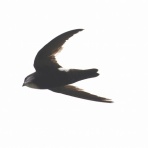 お城と淀川の鳥撮り記