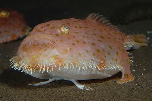 世界初 葛西臨海水族園でミドリフサアンコウの産卵シーンの撮影に成功 The Fish Times ザ フィッシュ タイムズ