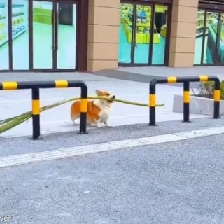 らばQ
