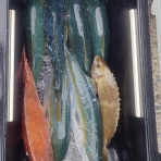 筏、カセの短竿大型五目釣り。