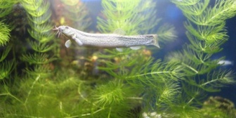 クソ田舎の地元でどじょうを日常的に食っててそれが普通だと思っちゃってた。→魚屋で生きたどじょう見つけて買って帰って嫁に渡した。→結果…