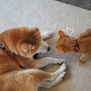 「忍」かな？「耐」かな？？