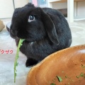 失礼しました。