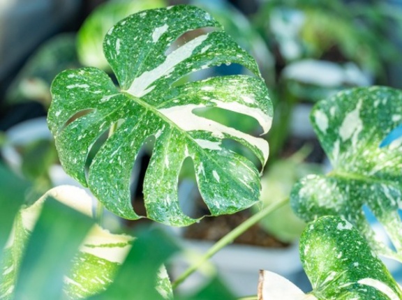 新潟初上陸！植物好き必見！『スーパーセンタームサシ新潟店』で『Jolie Nursery インドアプランツ即売会』開催！10月10日、11日。