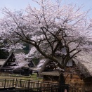 2026.4.16　一枚の彩時季