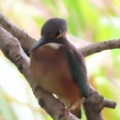 久しぶりにカワセミが来ました🐦‍⬛📸（多々良沼公園）
