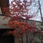 モンコの染織日記