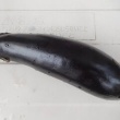 今日の収穫 ナス1個
