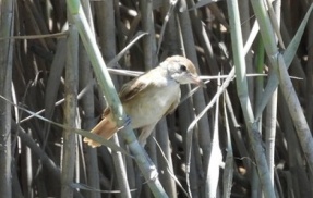 2026年7月29日の野鳥公園