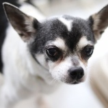 『【里親募集中】チワワの銀丸くん』の画像